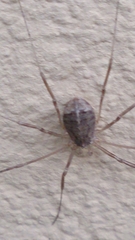 Opilio saxatilis