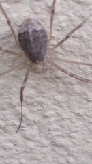 Opilio saxatilis