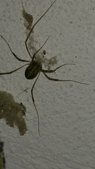 Opilio saxatilis