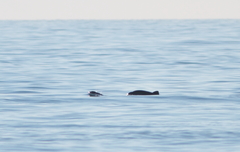 Phocoena phocoena relicta