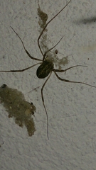 Opilio saxatilis