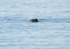 Phocoena phocoena relicta