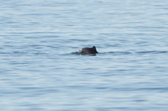 Phocoena phocoena relicta