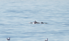 Phocoena phocoena relicta