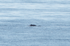 Phocoena phocoena relicta