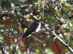 Elliotomyia chionogaster