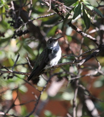 Elliotomyia chionogaster