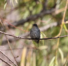 Elliotomyia chionogaster