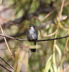 Elliotomyia chionogaster