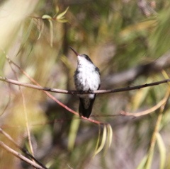 Elliotomyia chionogaster