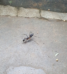 Camponotus etiolipes