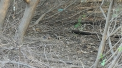 Streptopelia orientalis