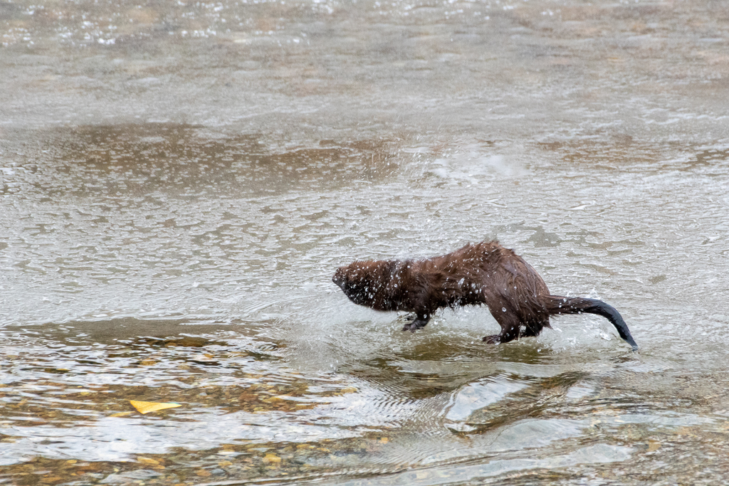 American Mink from Wilmington, VT, USA on January 15, 2021 at 0342 PM