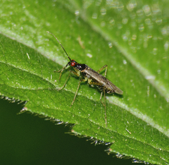 Dicyphus errans