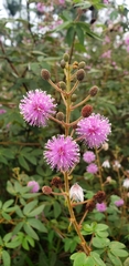 Mimosa albida