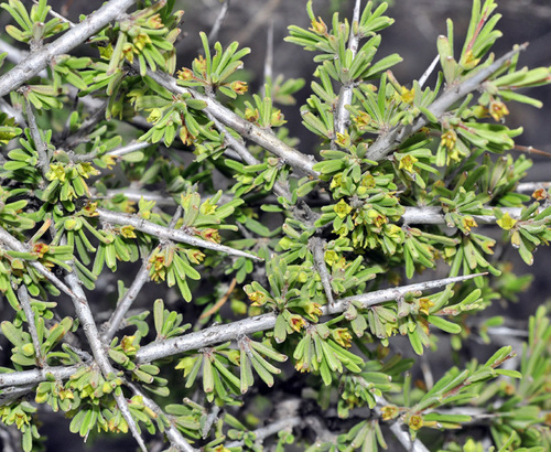 saw-toothed buckthorn (Rhamnus velutina)