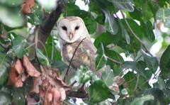 Tyto alba delicatula