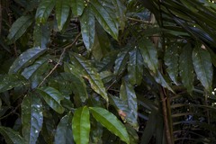 Endiandra cooperana