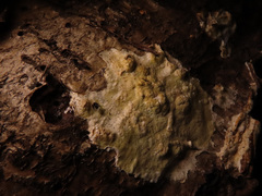 Gloeoporus pannocinctus