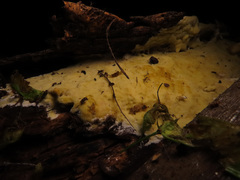 Gloeoporus pannocinctus