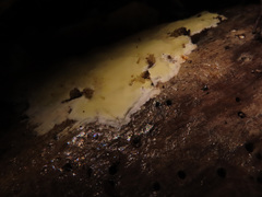 Gloeoporus pannocinctus