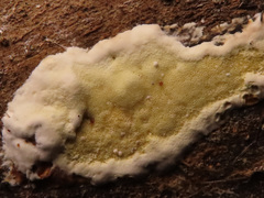 Gloeoporus pannocinctus