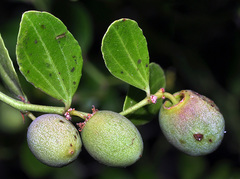 Ziziphus lotus lotus