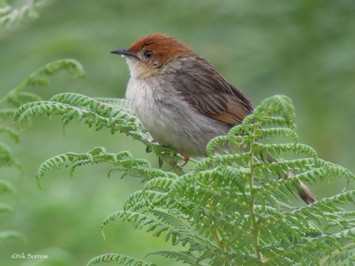 iNaturalist image