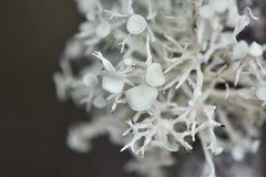 Ramalina dilacerata
