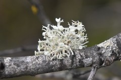 Ramalina dilacerata