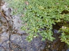 Callitriche platycarpa