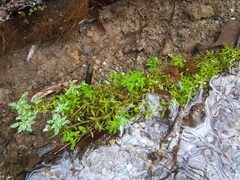 Callitriche platycarpa