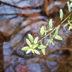 Callitriche platycarpa