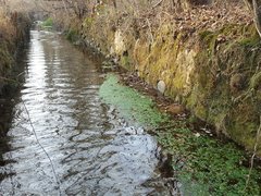 Callitriche platycarpa