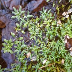 Callitriche platycarpa