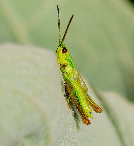 Small Gold Grasshopper