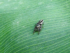 Dendryphantes