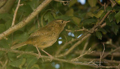 Troglodytes aedon brunneicollis
