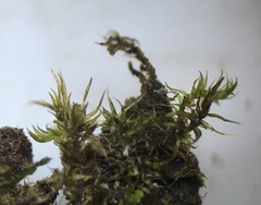 Anacamptodon splachnoides