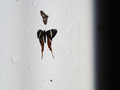 Erateina staudingeri