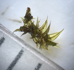 Anacamptodon splachnoides