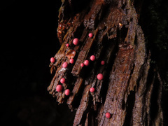 Lycogala exiguum