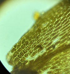 Anacamptodon splachnoides