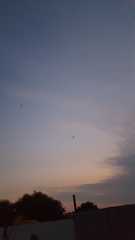 Nycticorax nycticorax