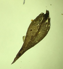 Anacamptodon splachnoides