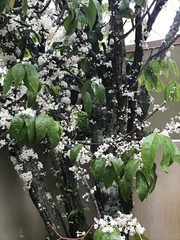 Phaleria