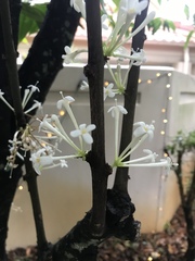 Phaleria