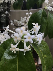 Phaleria