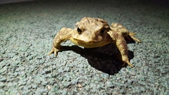 Bufo sachalinensis