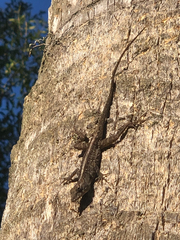 Anolis sagrei